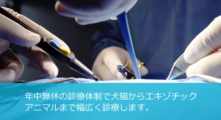 年中無休の診療体制で犬猫からエキゾチックアニマルまで幅広く診療します。
